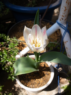 g.g.flower2.jpg