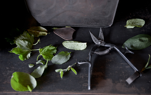 TAjiKA 「garden clipper」