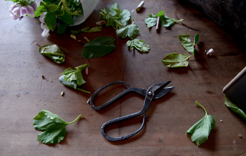 TAjiKA 「branch & root shears」